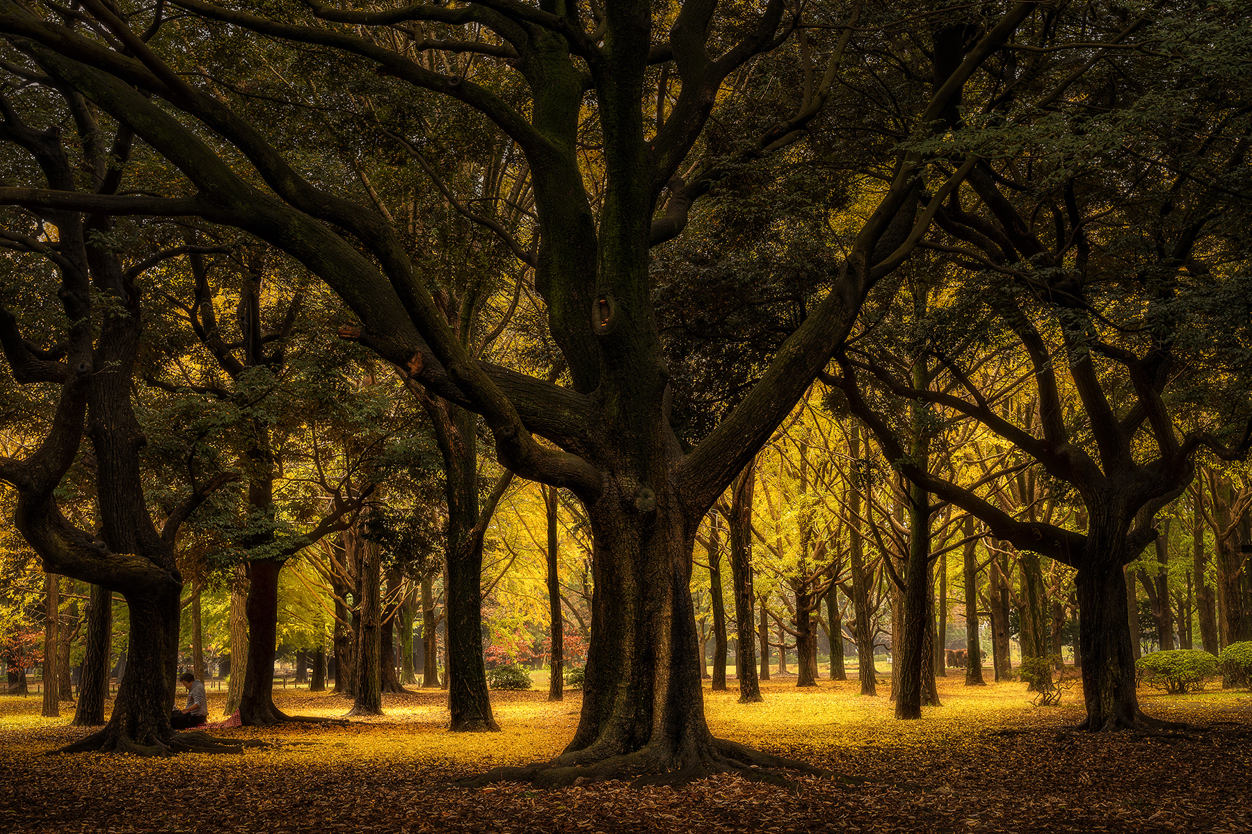 Autumn in Tokyo, Japan