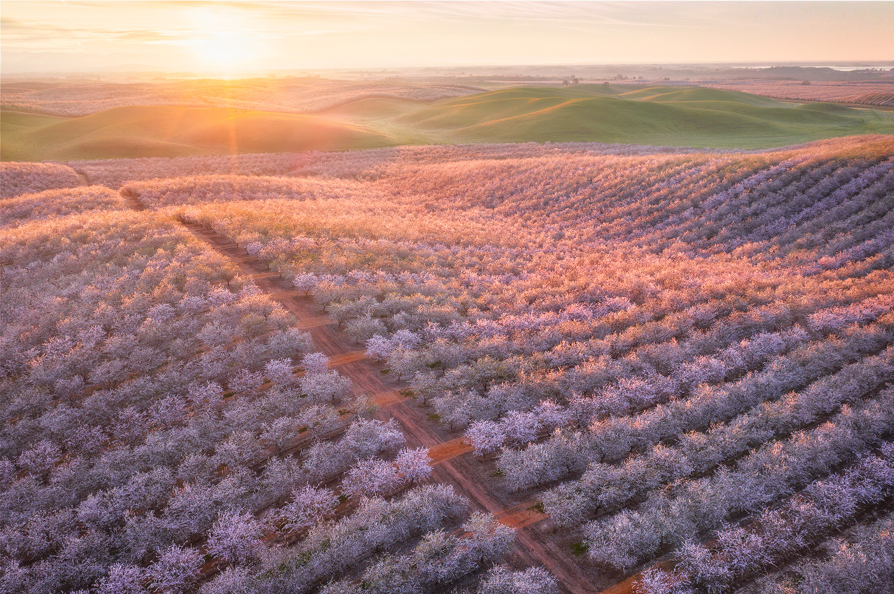 Almond Blossom, California, USA