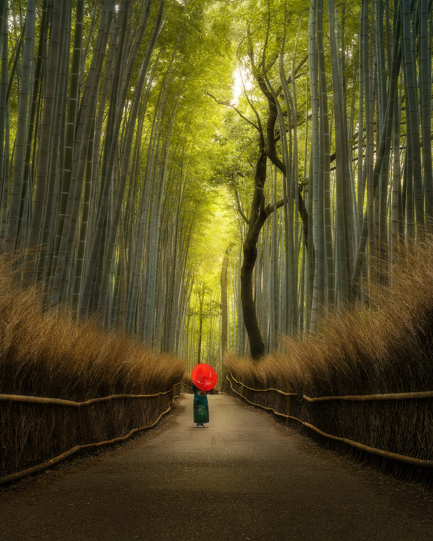 The Bamboo Forest, Kyoto, Japan