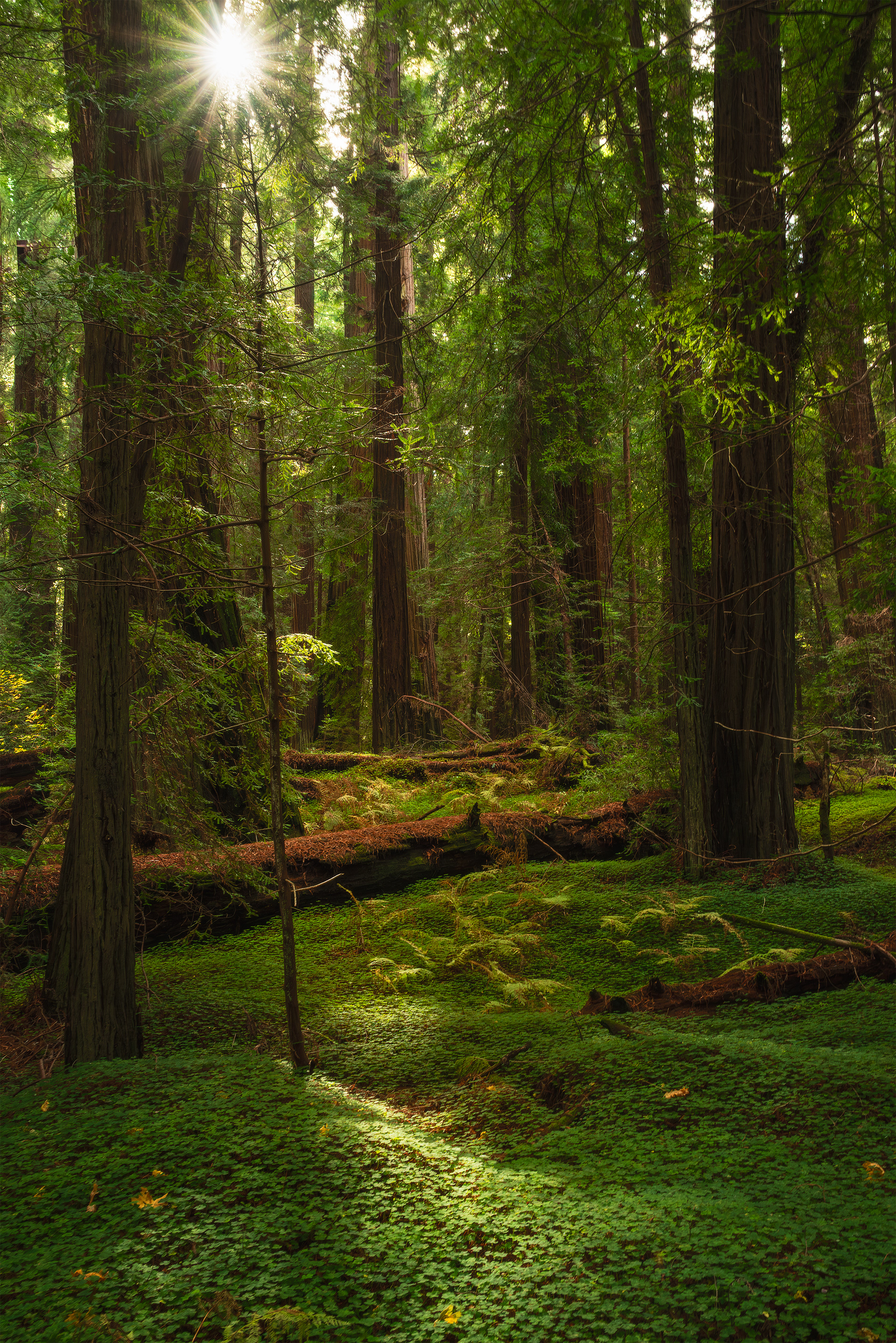 Redwood Forest, Del Norte, CA