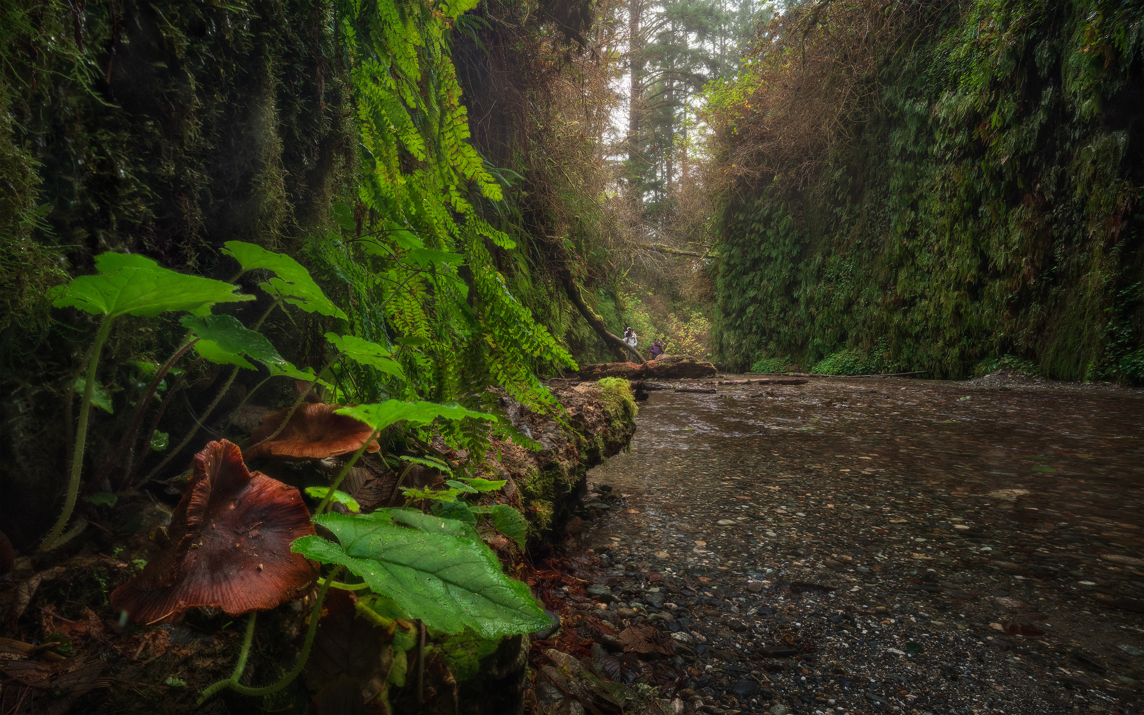 Redwood Forest, Del Norte, CA