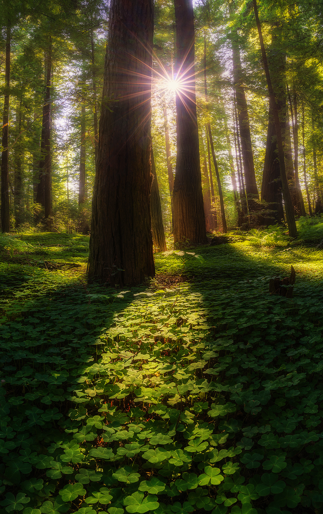 Redwoods, CA, USA