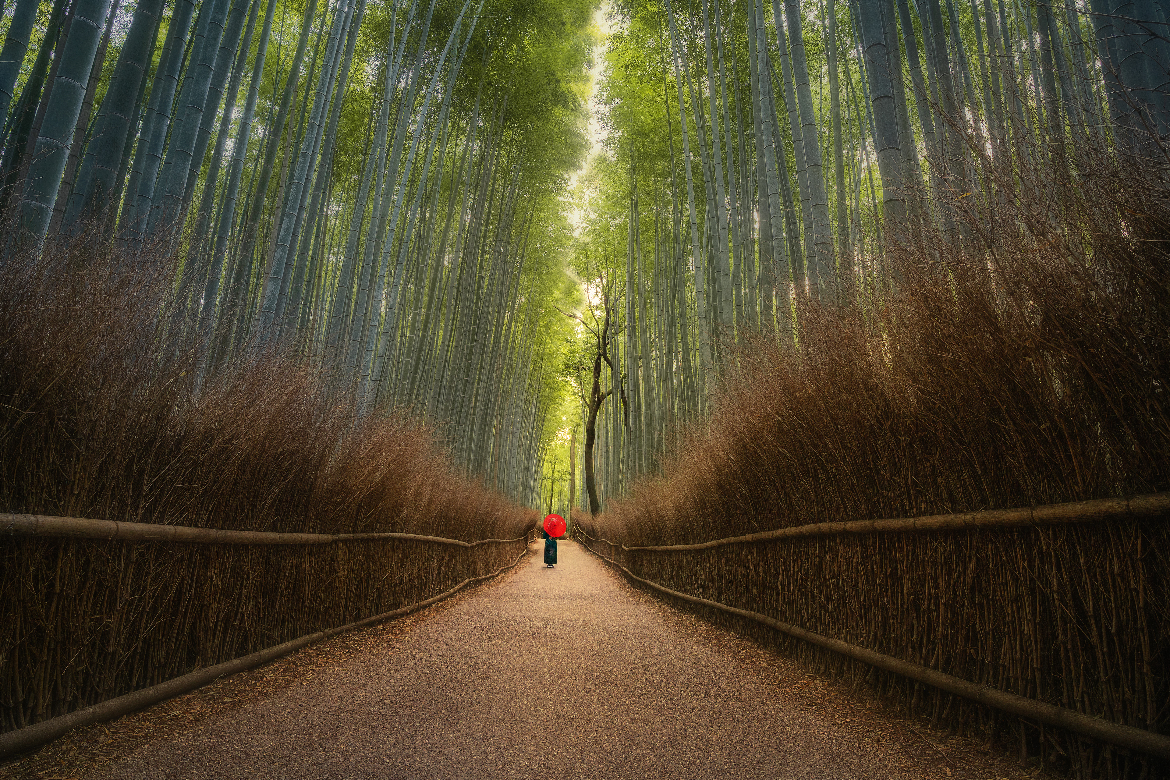 Arashiyama Bamboo Forest, Kyoto, Japan