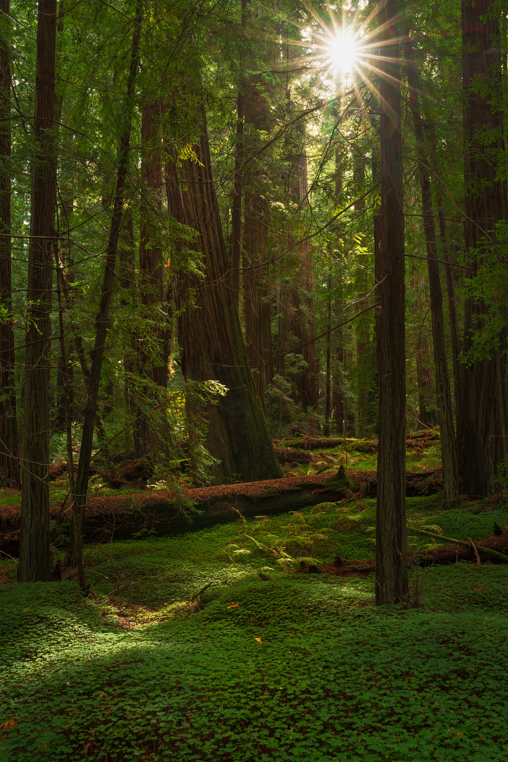 Redwood Forest, Del Norte, CA