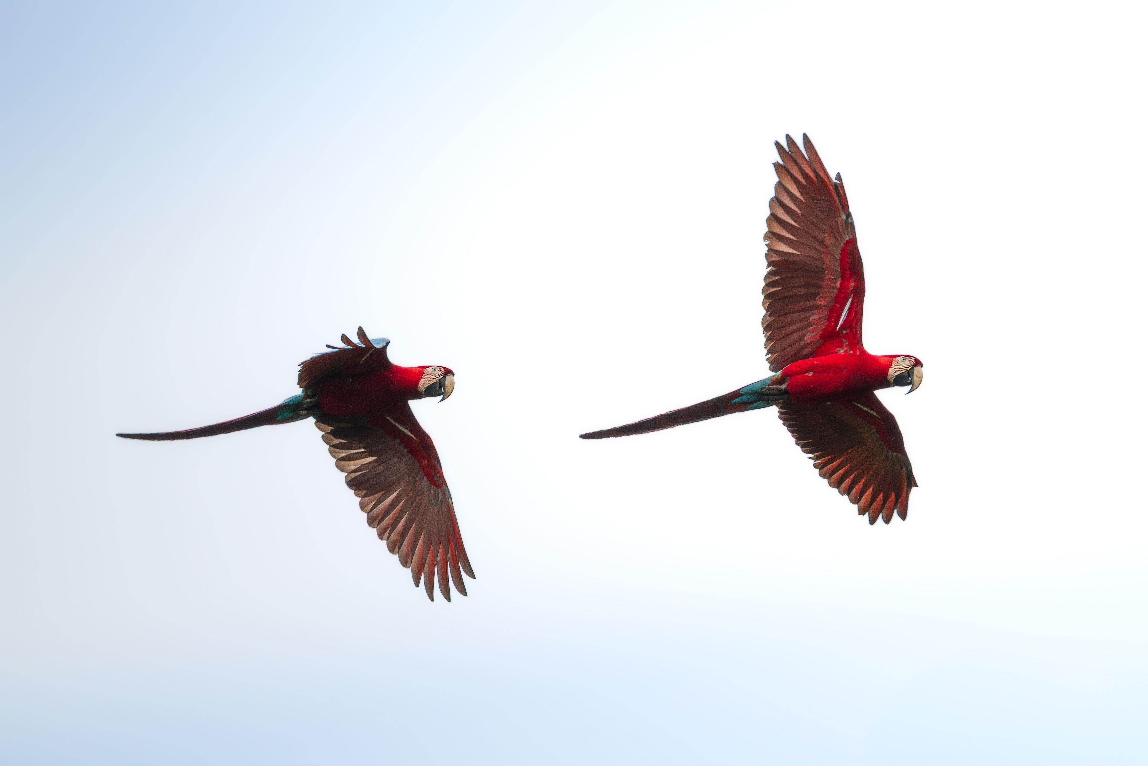 Scarlet Macaws, Amazon Rain Forest, Peru