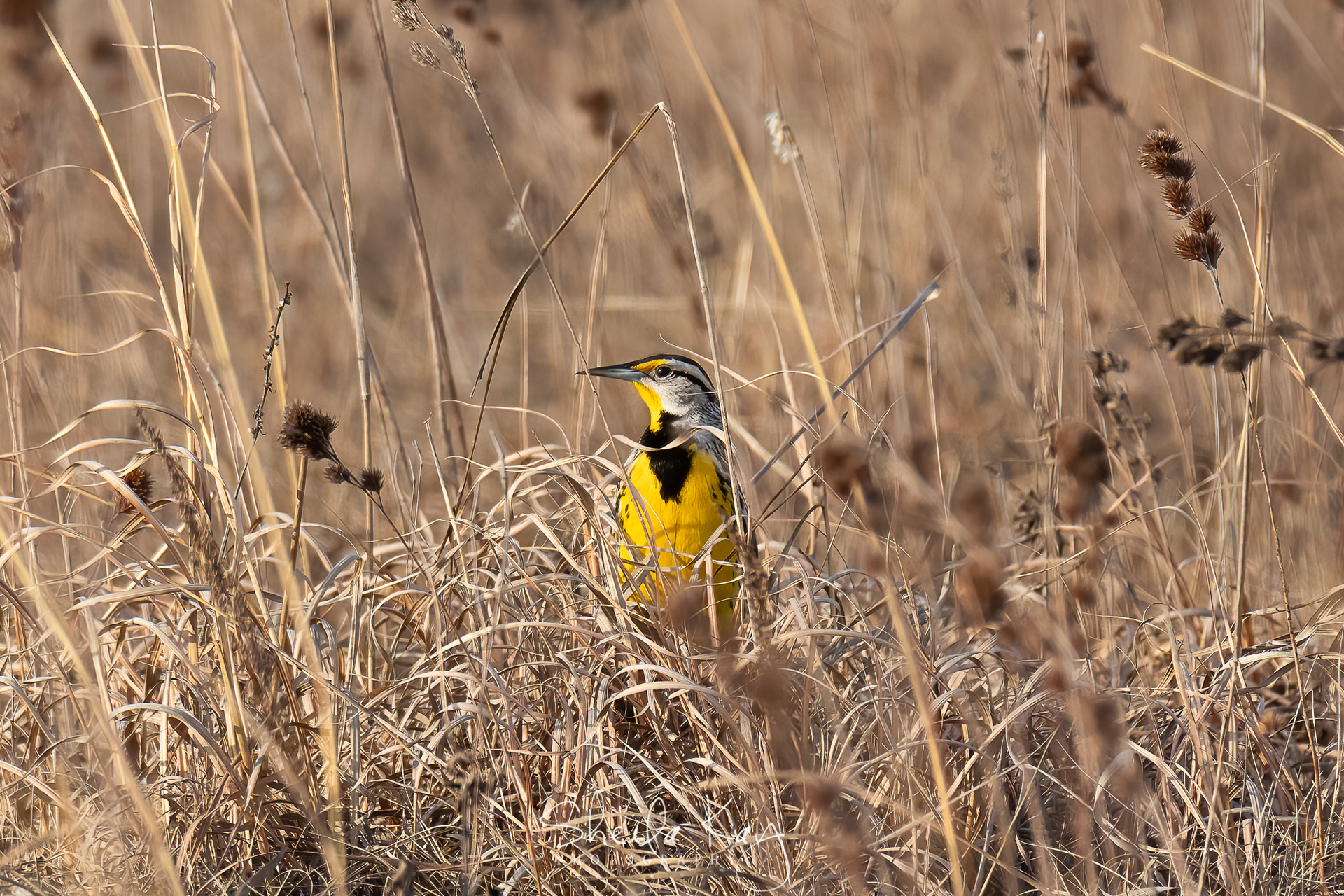 Eastern Meadowlark