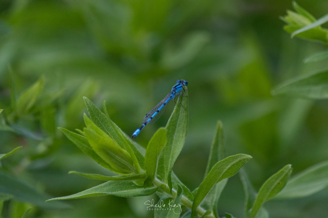 Bluet