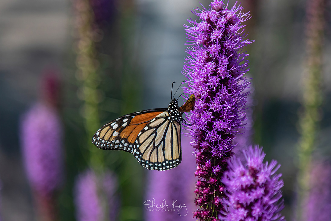Monarch Butterfly and Skipper on Blazing Star