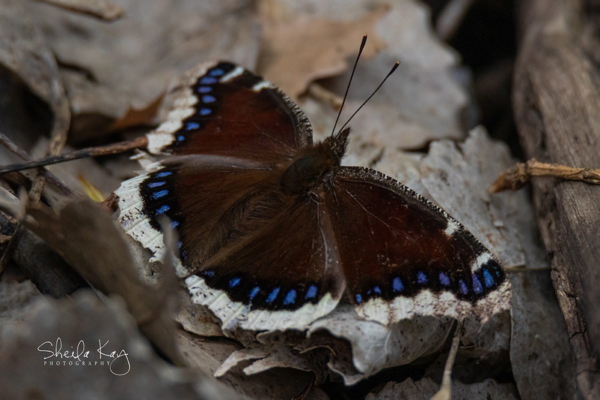 Mourning Cloak