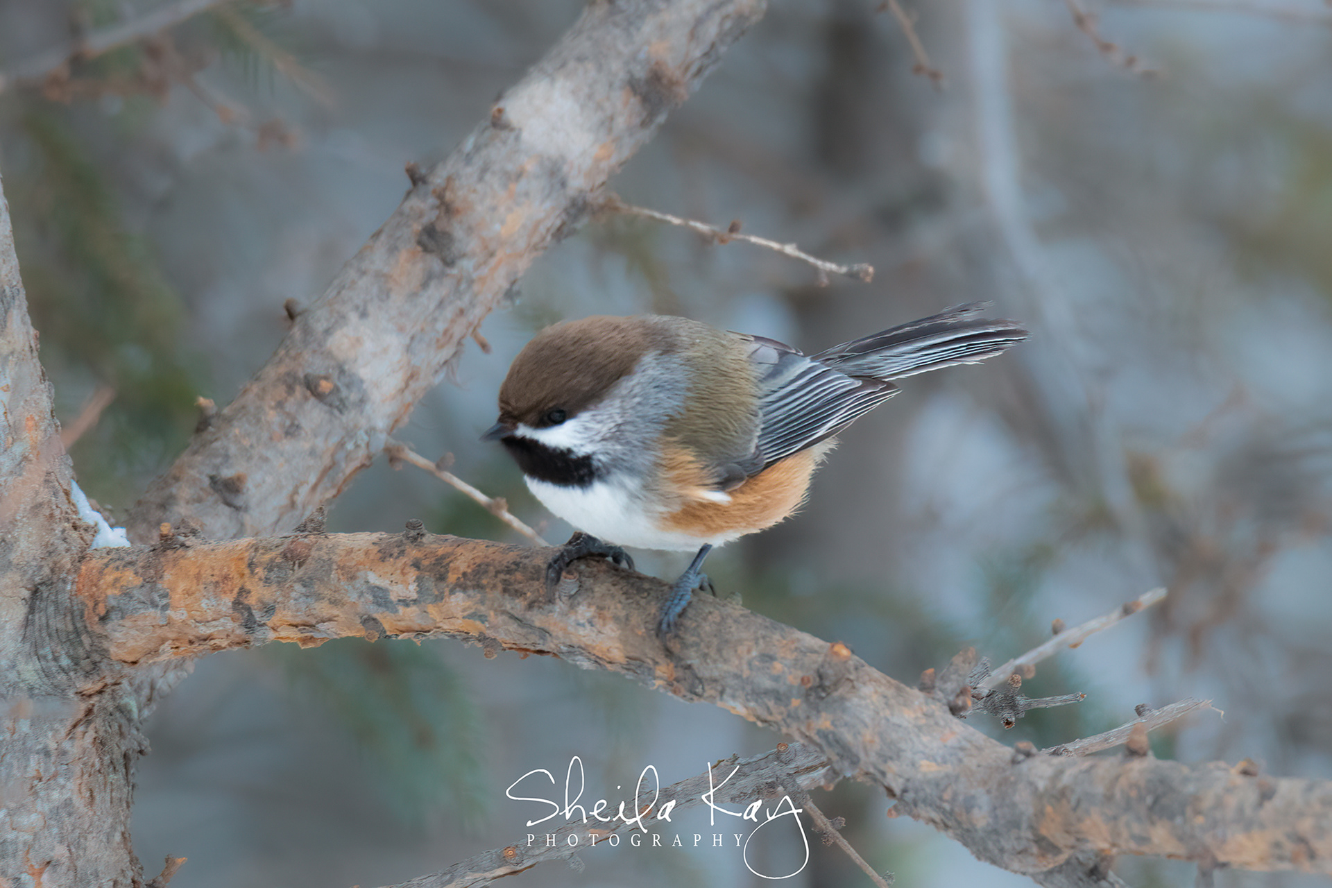 Boreal Chickadee