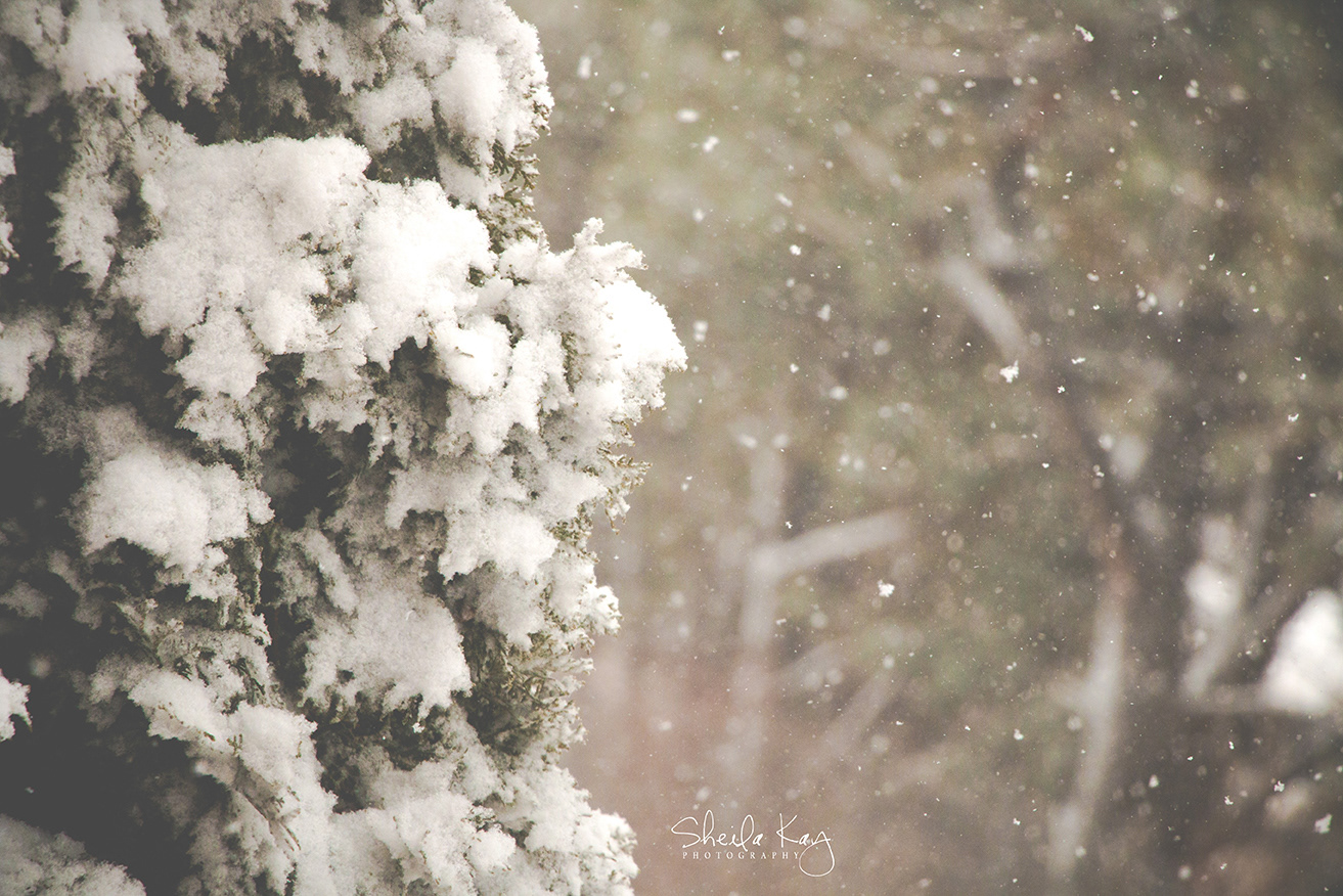 Winter Snow