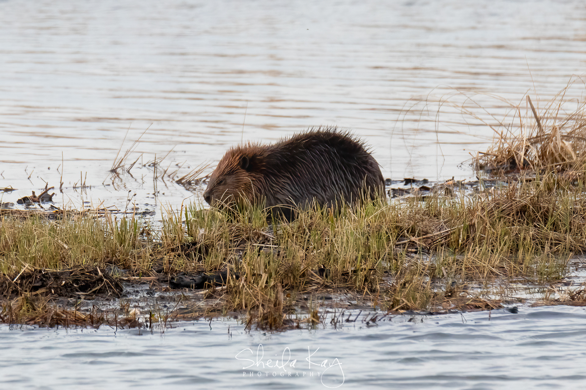 Beaver