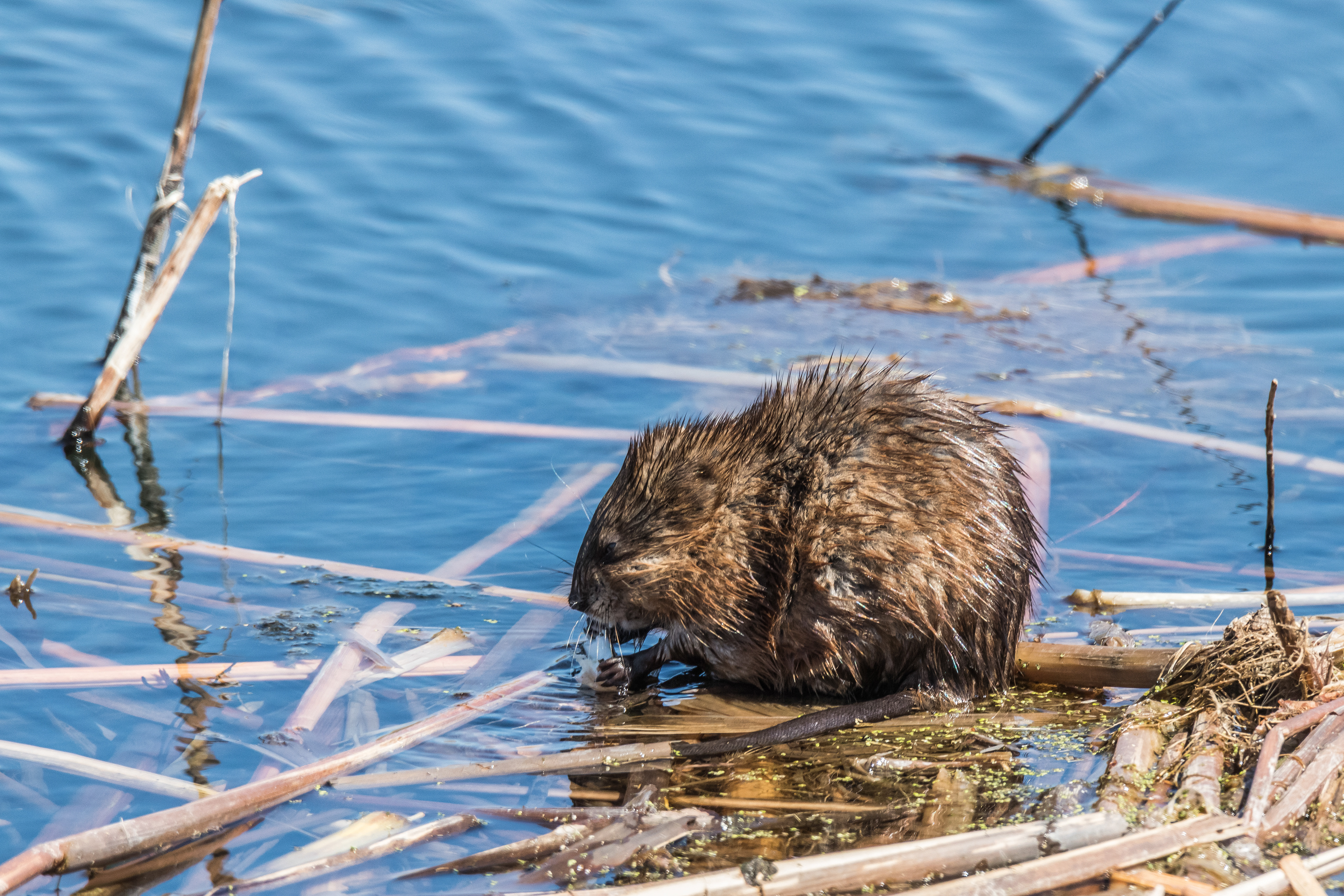 Muskrat
