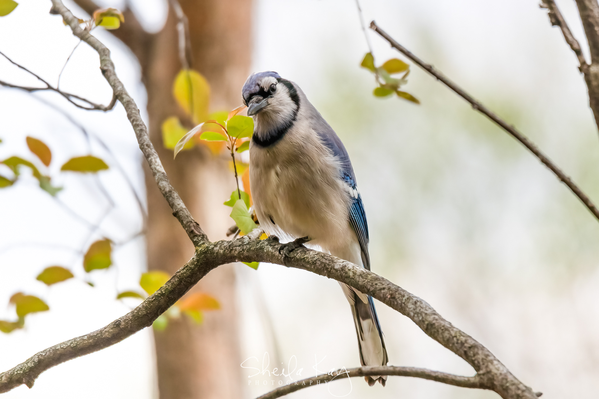 Blue Jay