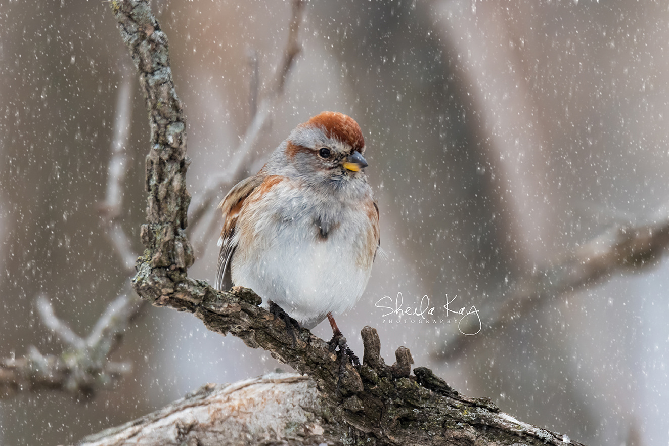 American Tree Sparrow