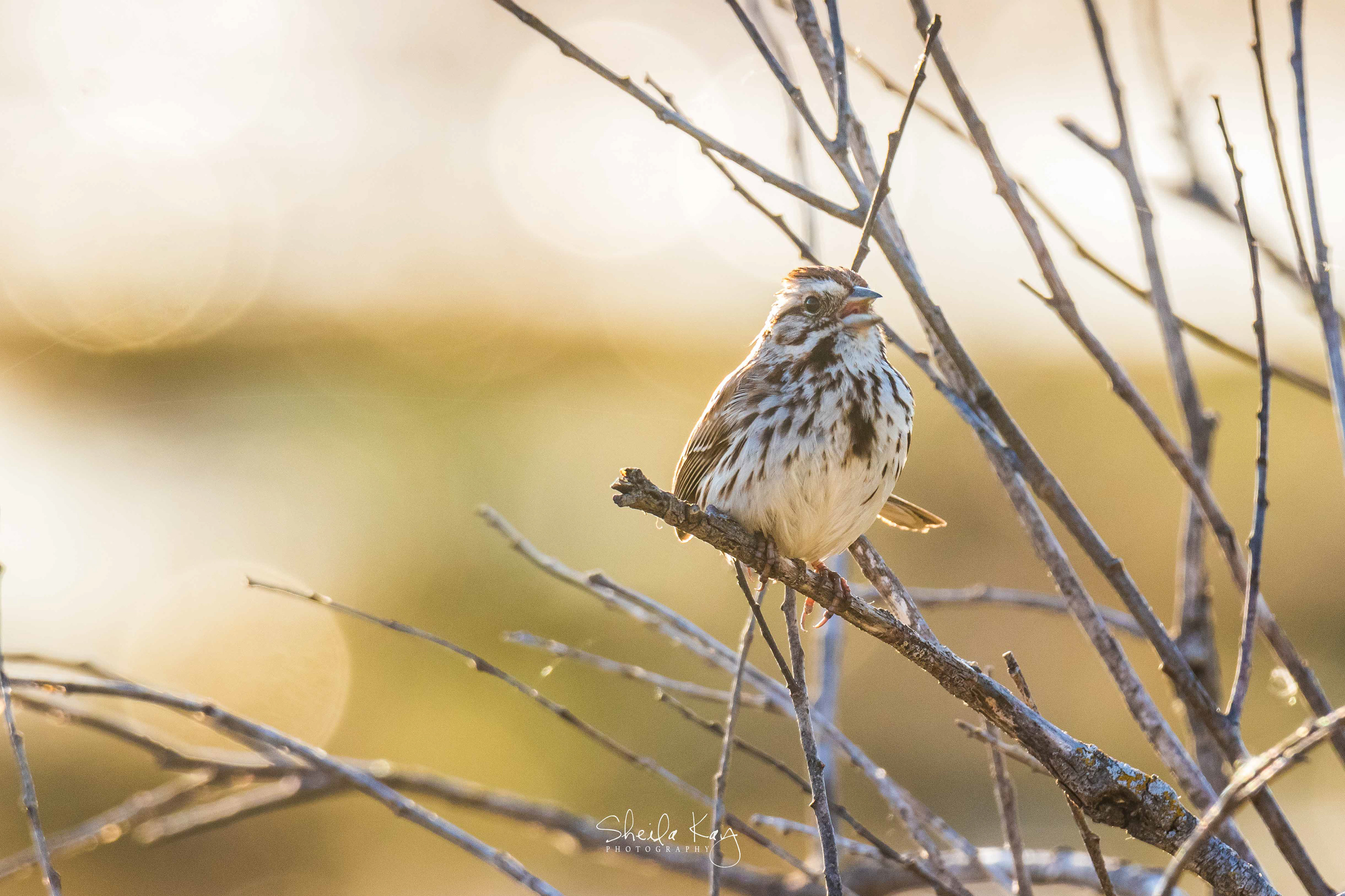 Song Sparrow