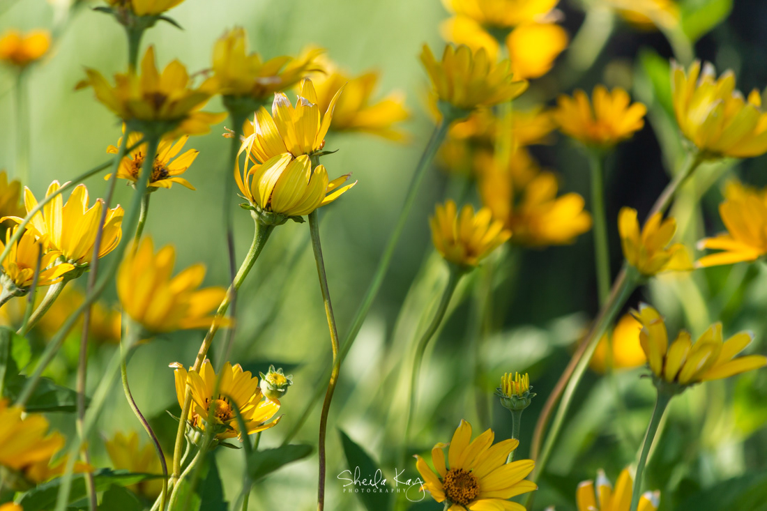 Cup Flower