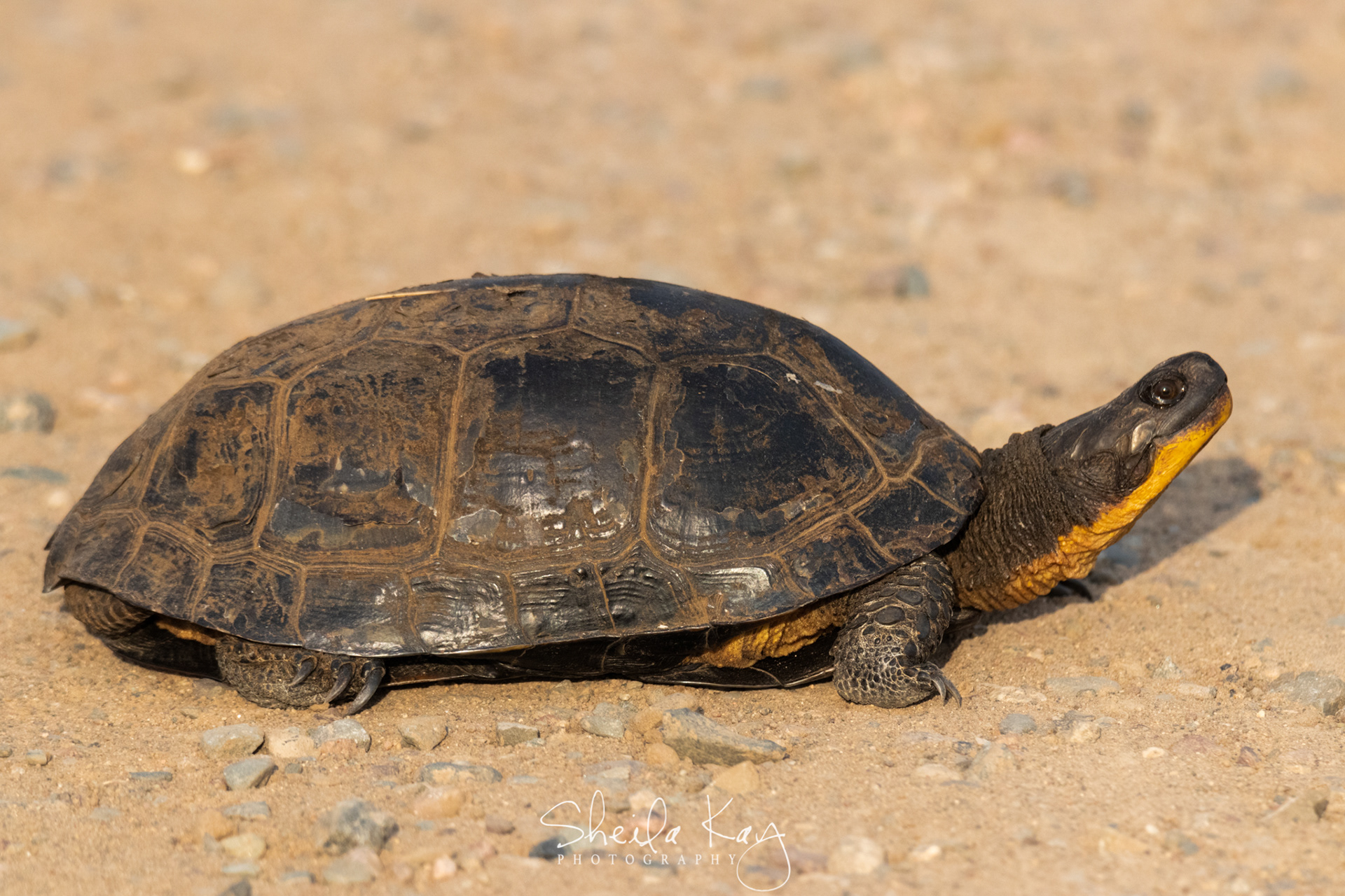 Blandings Turtle
