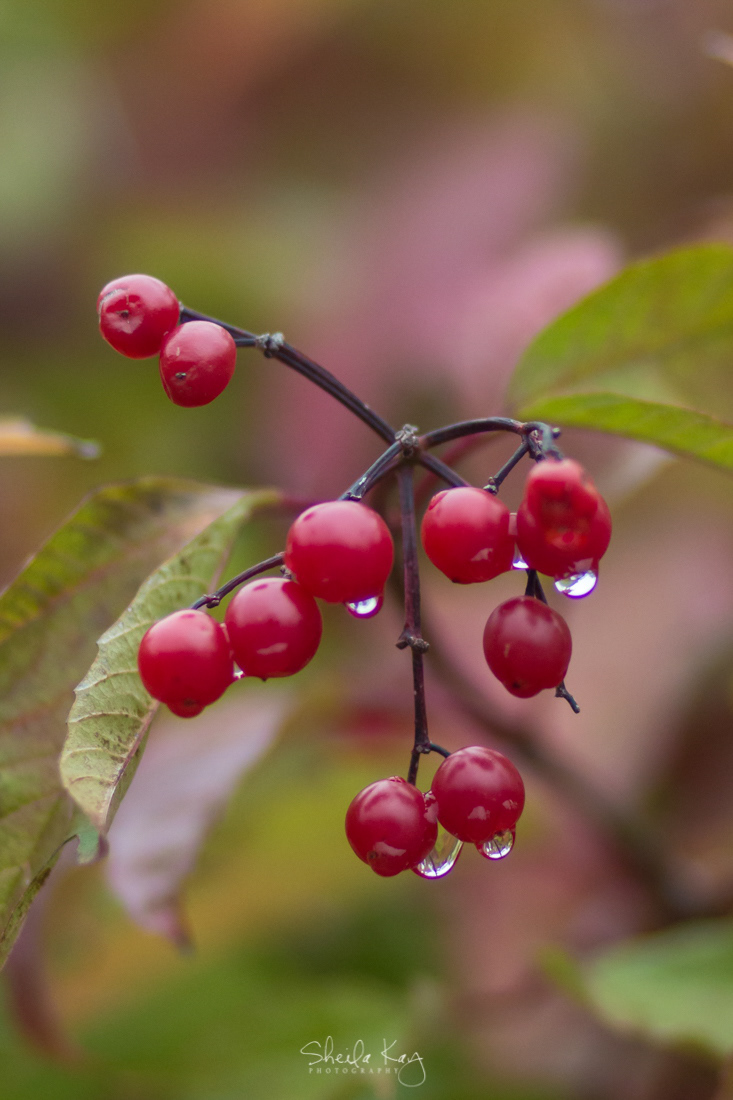 Fall Berries in Rain
