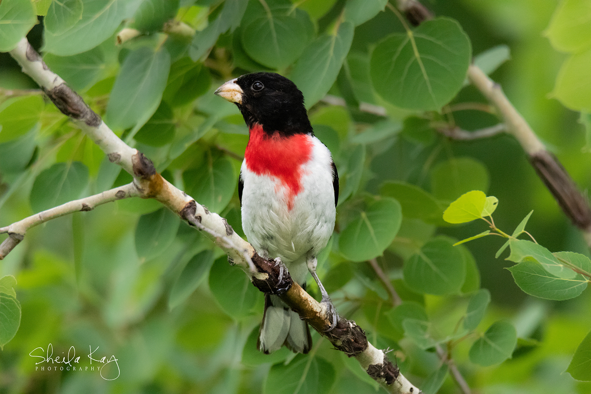 Rose Breasted Grosbeak
