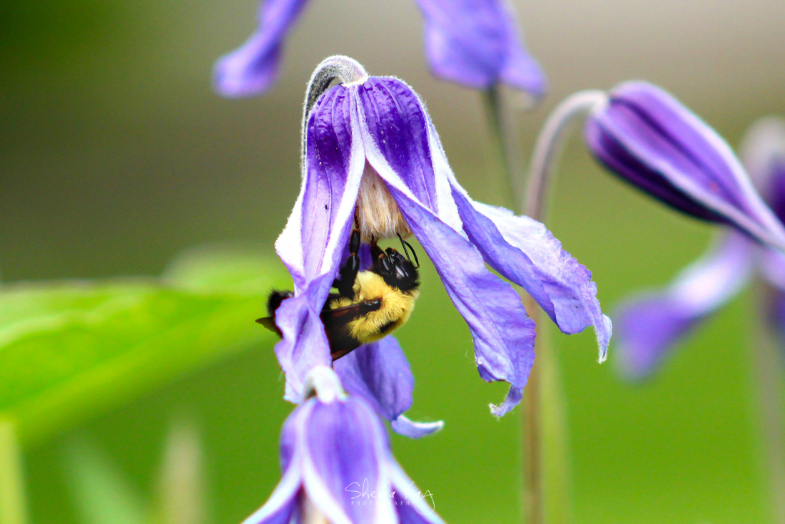 Bumblebee on Iris