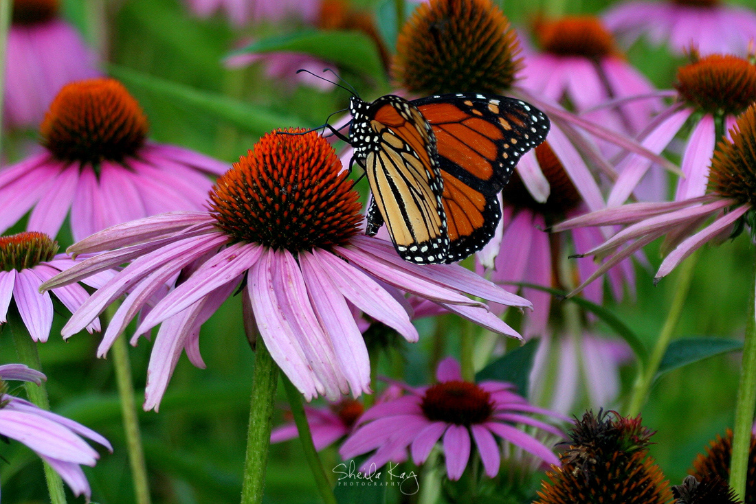 Monarch on Coneflower