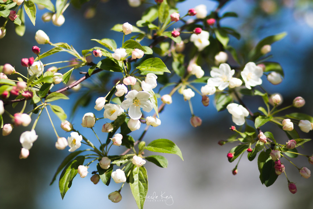 Blooming Tree