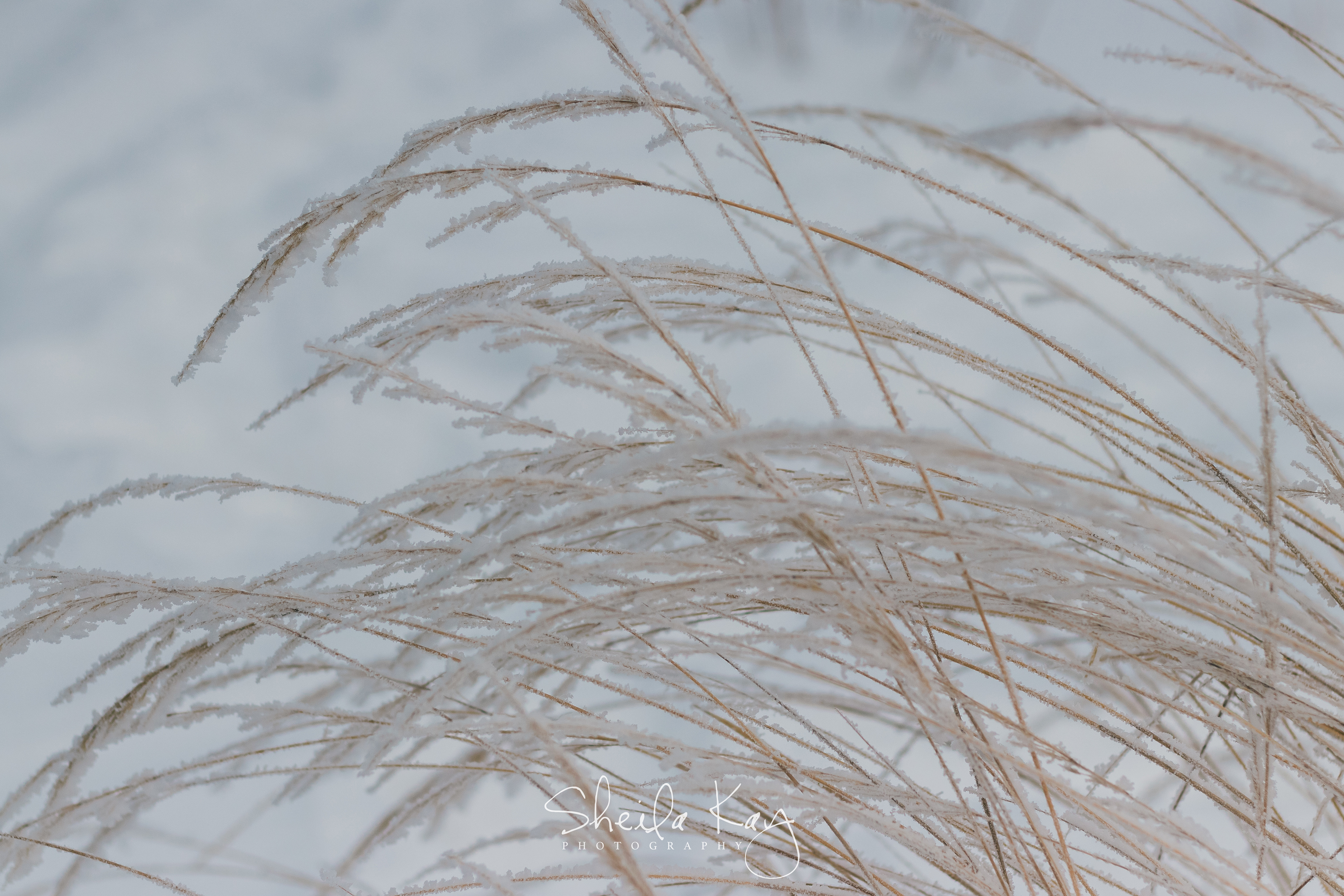 Grass in Snow