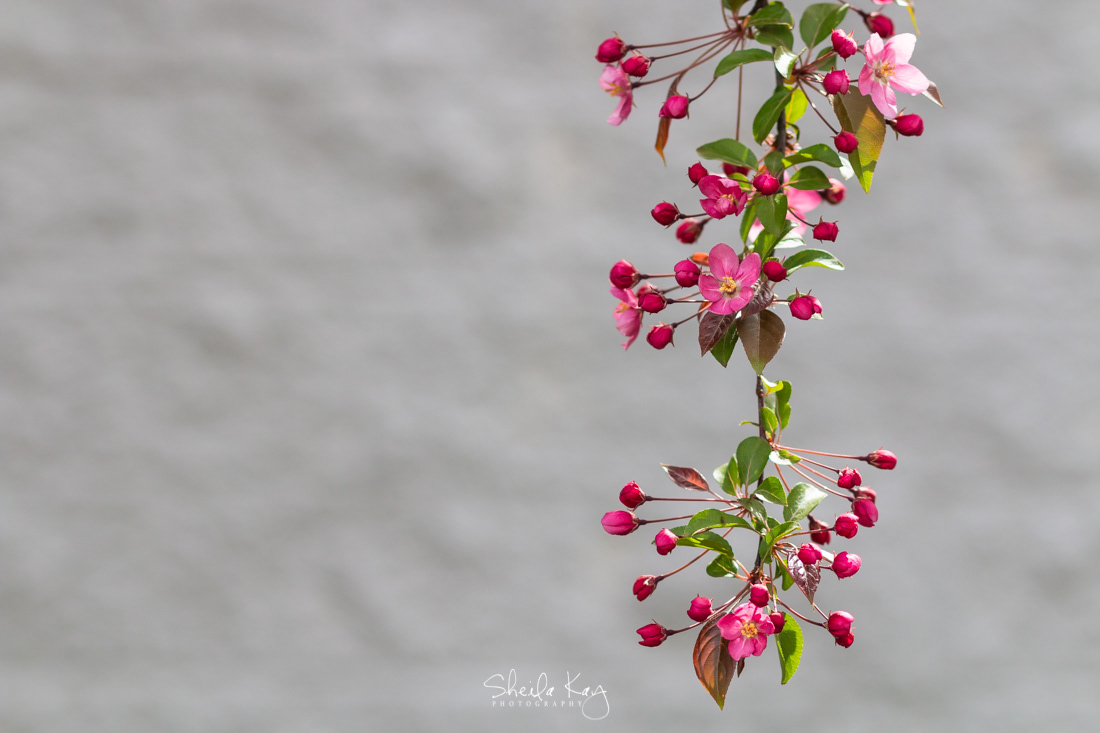 Blooming Tree