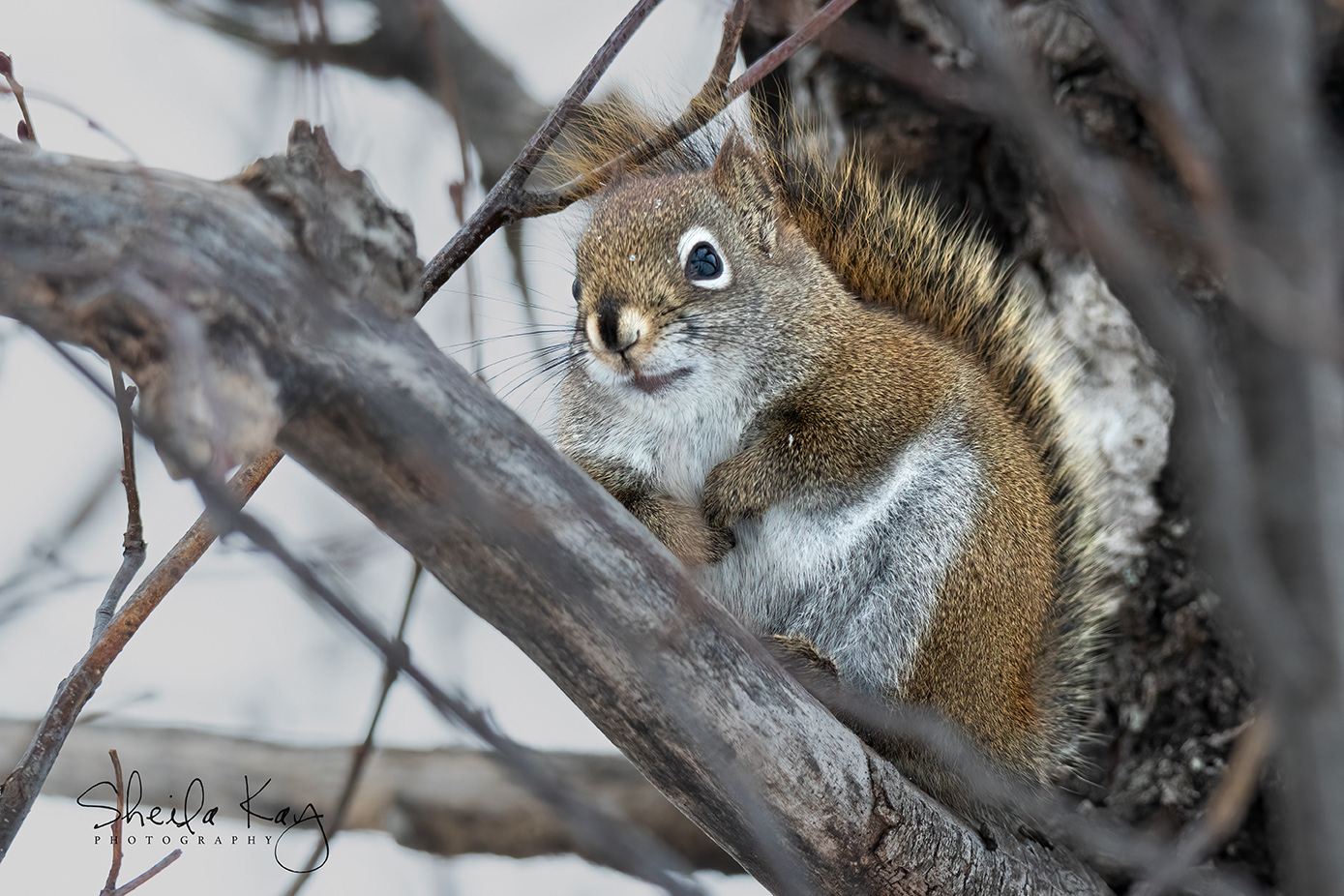 Red Squirrel