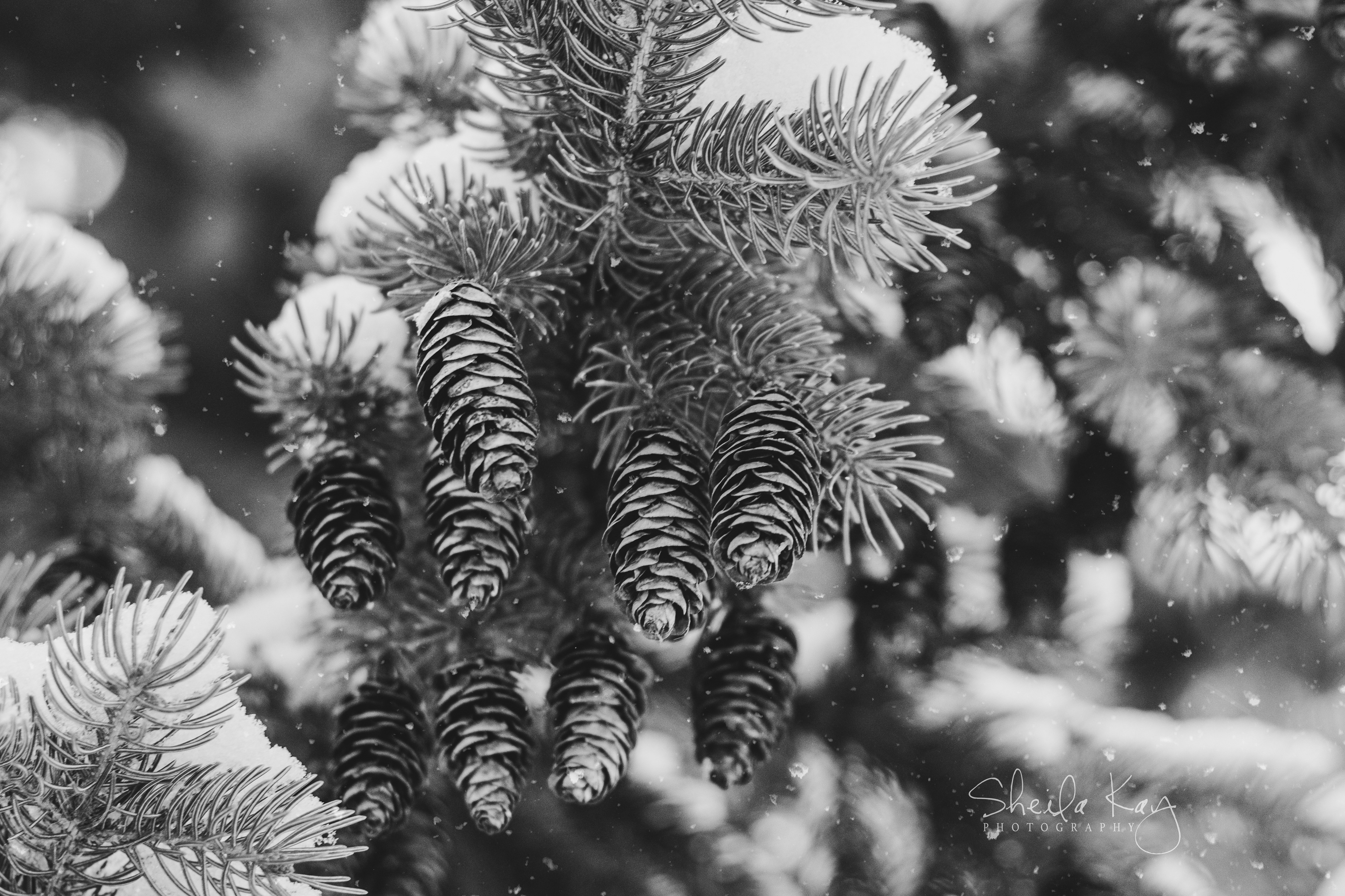Pine Cones in Winter