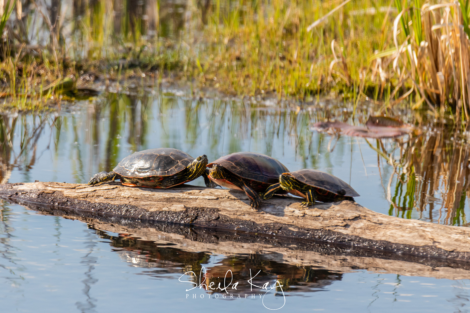 Painted Turtles
