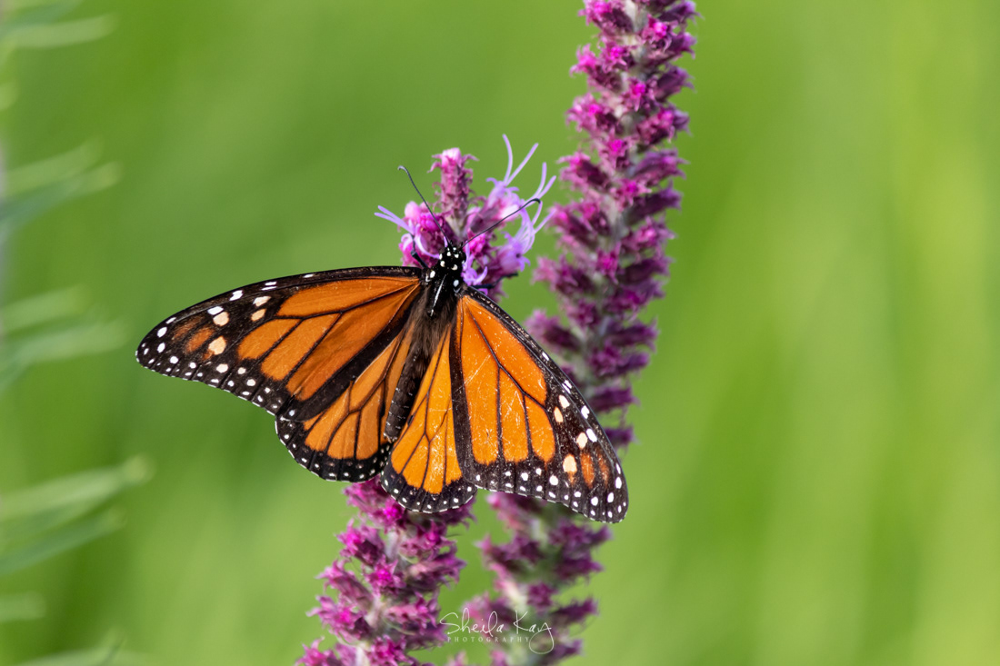Monarch on Blazing Star