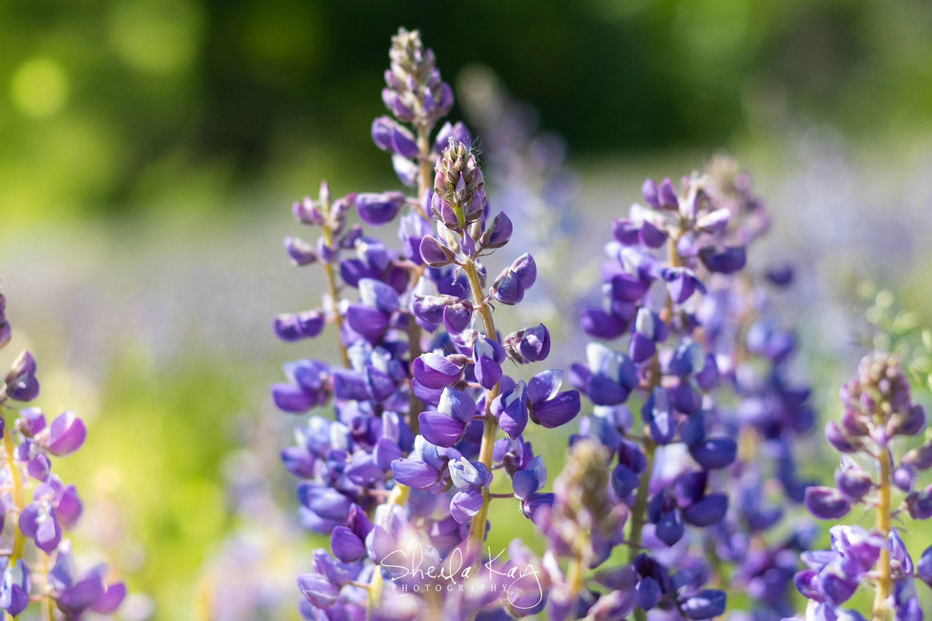 Wild Lupine