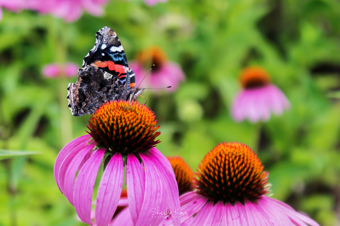 Red Admiral on Coneflower