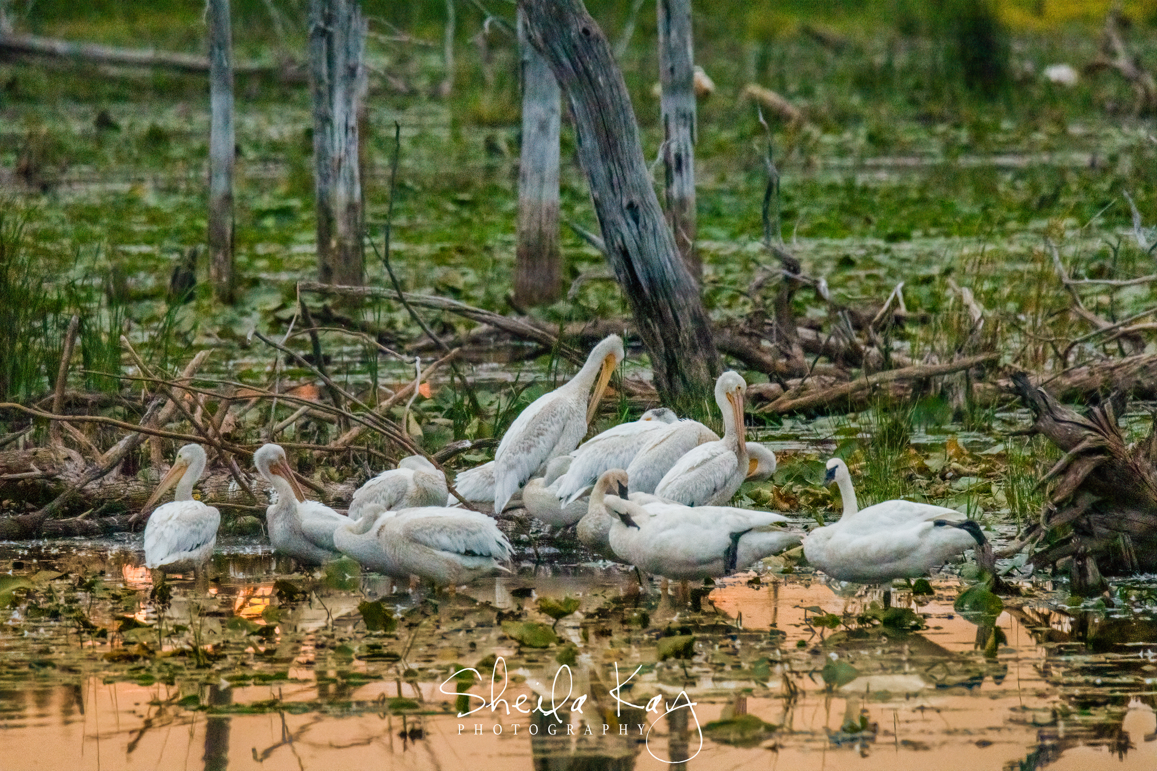 American White Pelicans/Trumpeter Swans