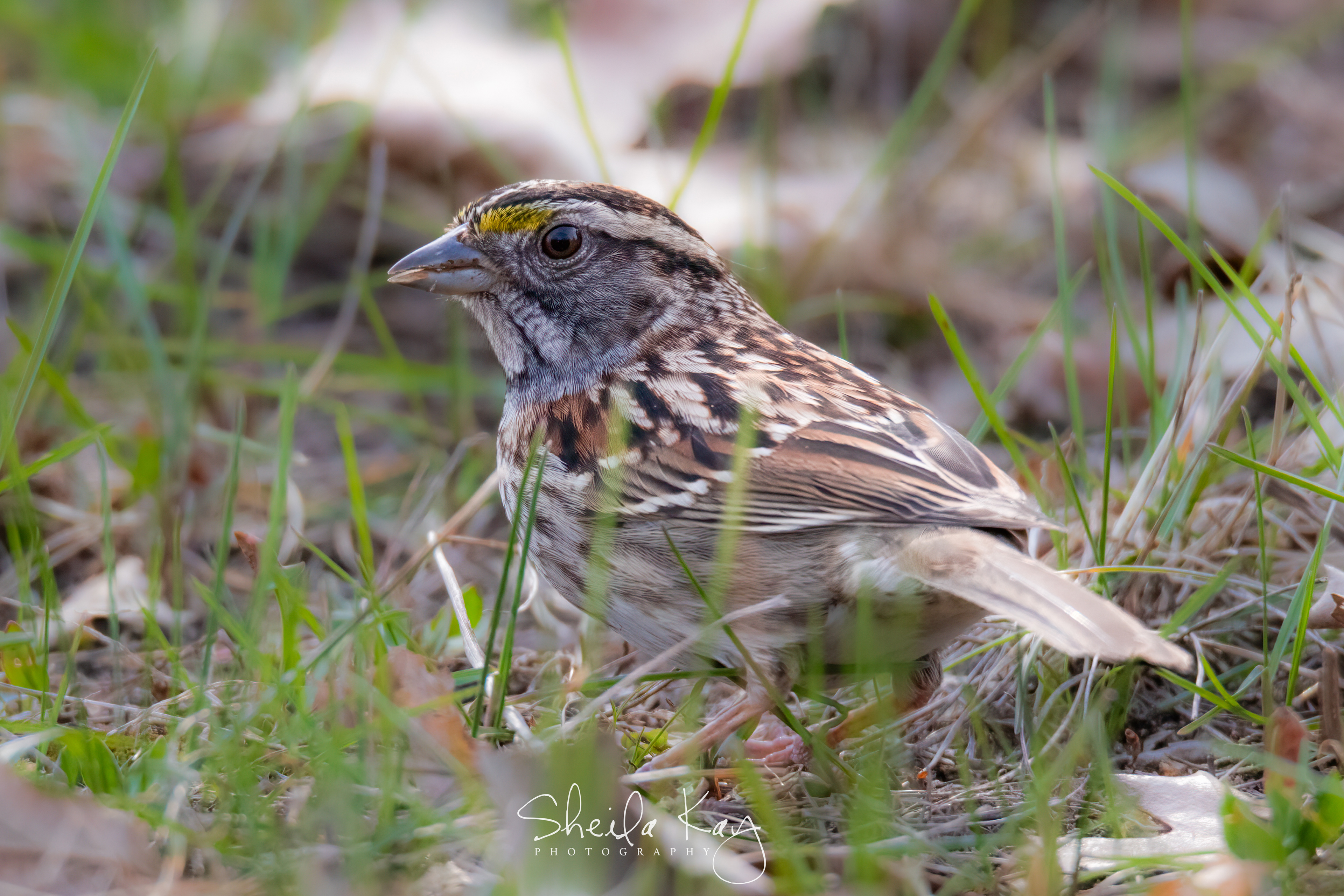 White Throated Sparrow