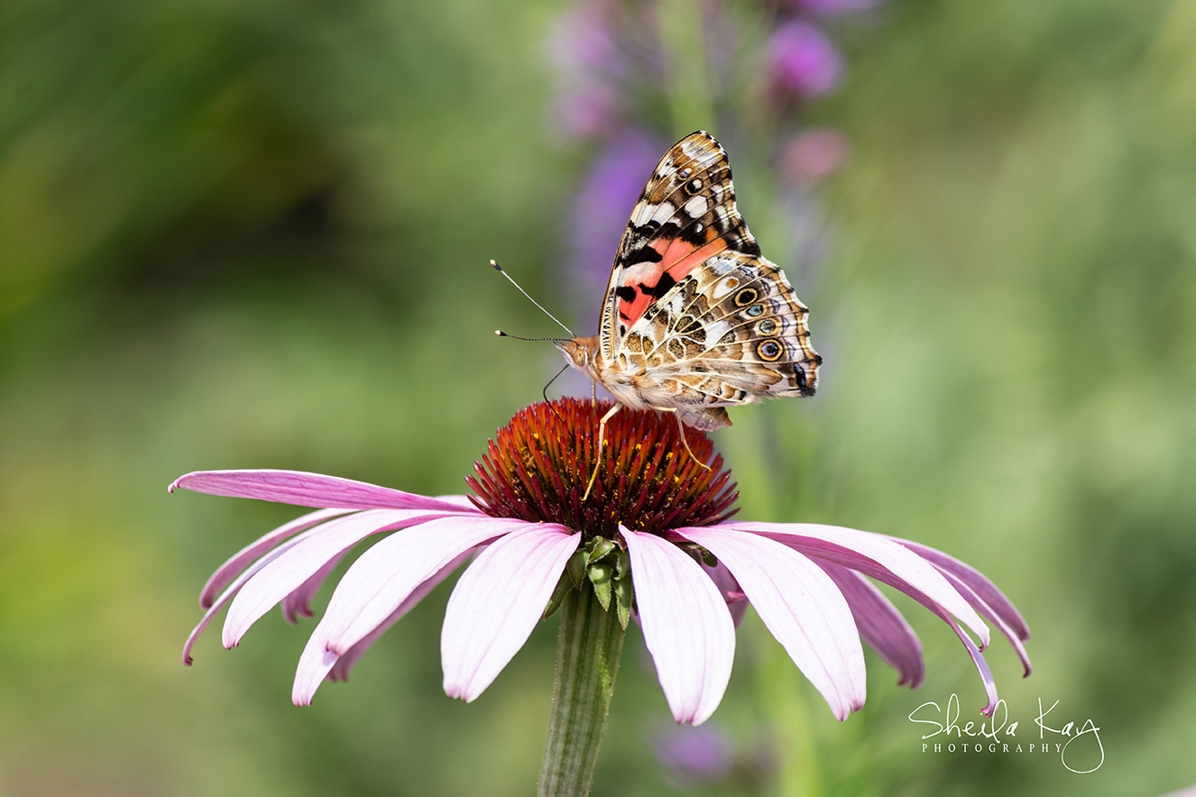 Painted Lady Butterfly on Coneflower