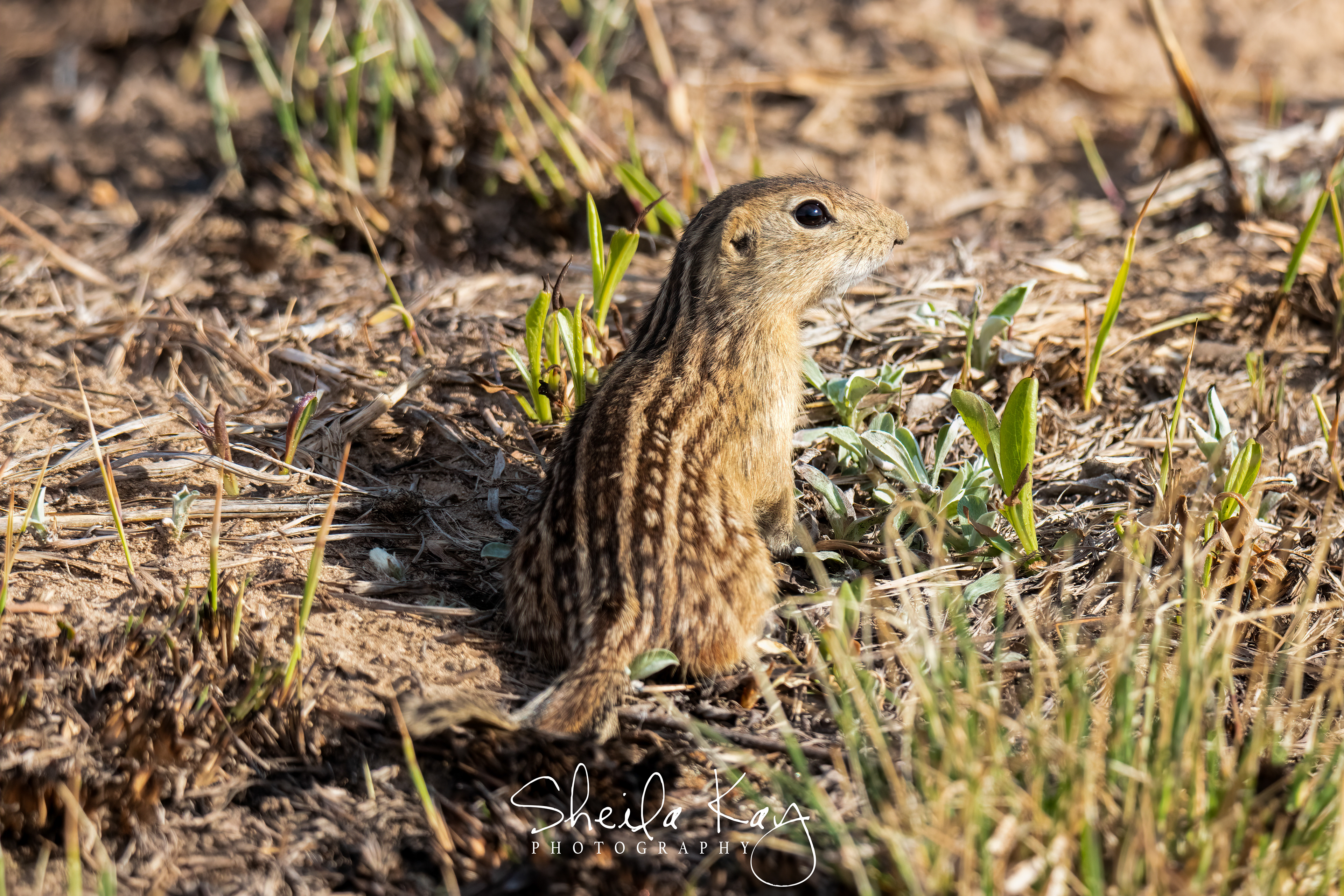 13 Striped Ground Squirrel