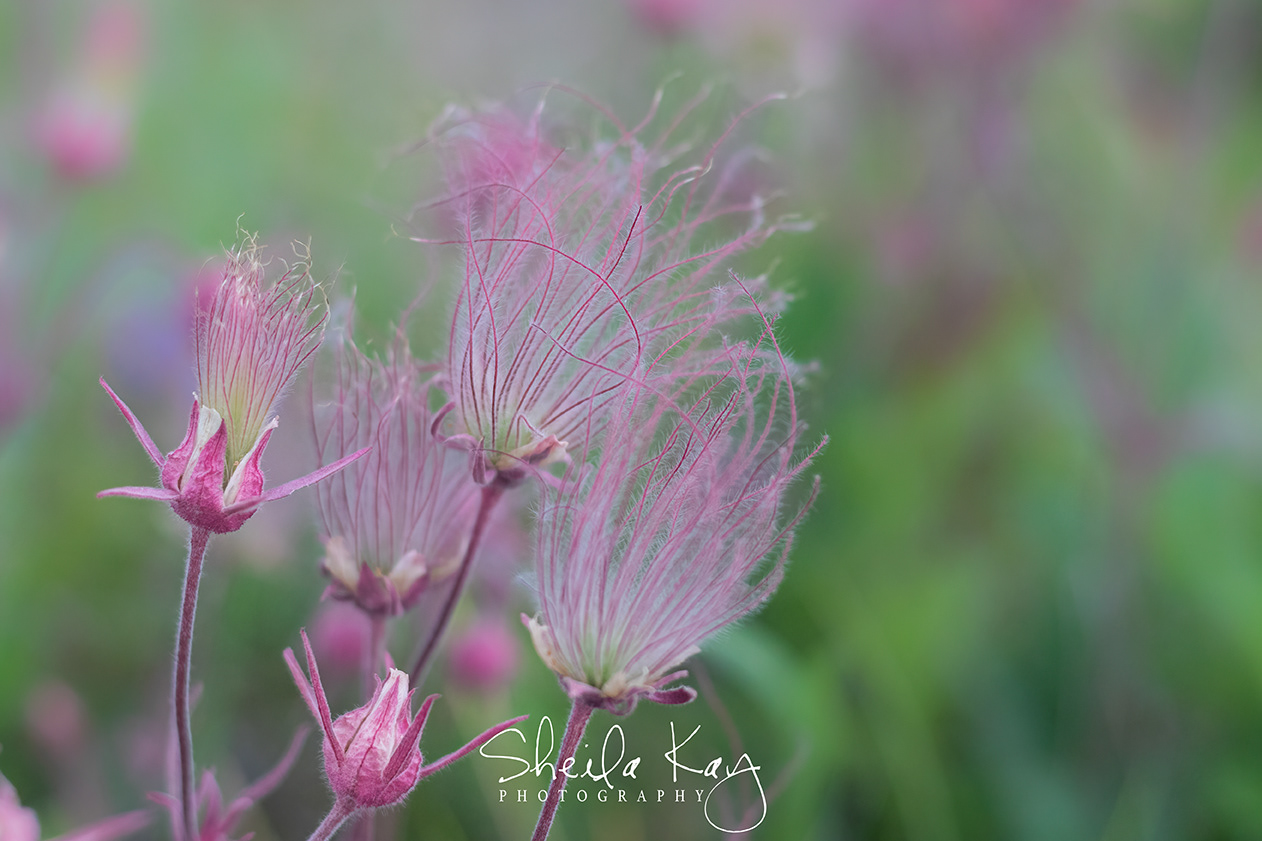 Prairie Smoke