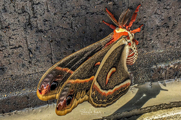 Cecropia Moth