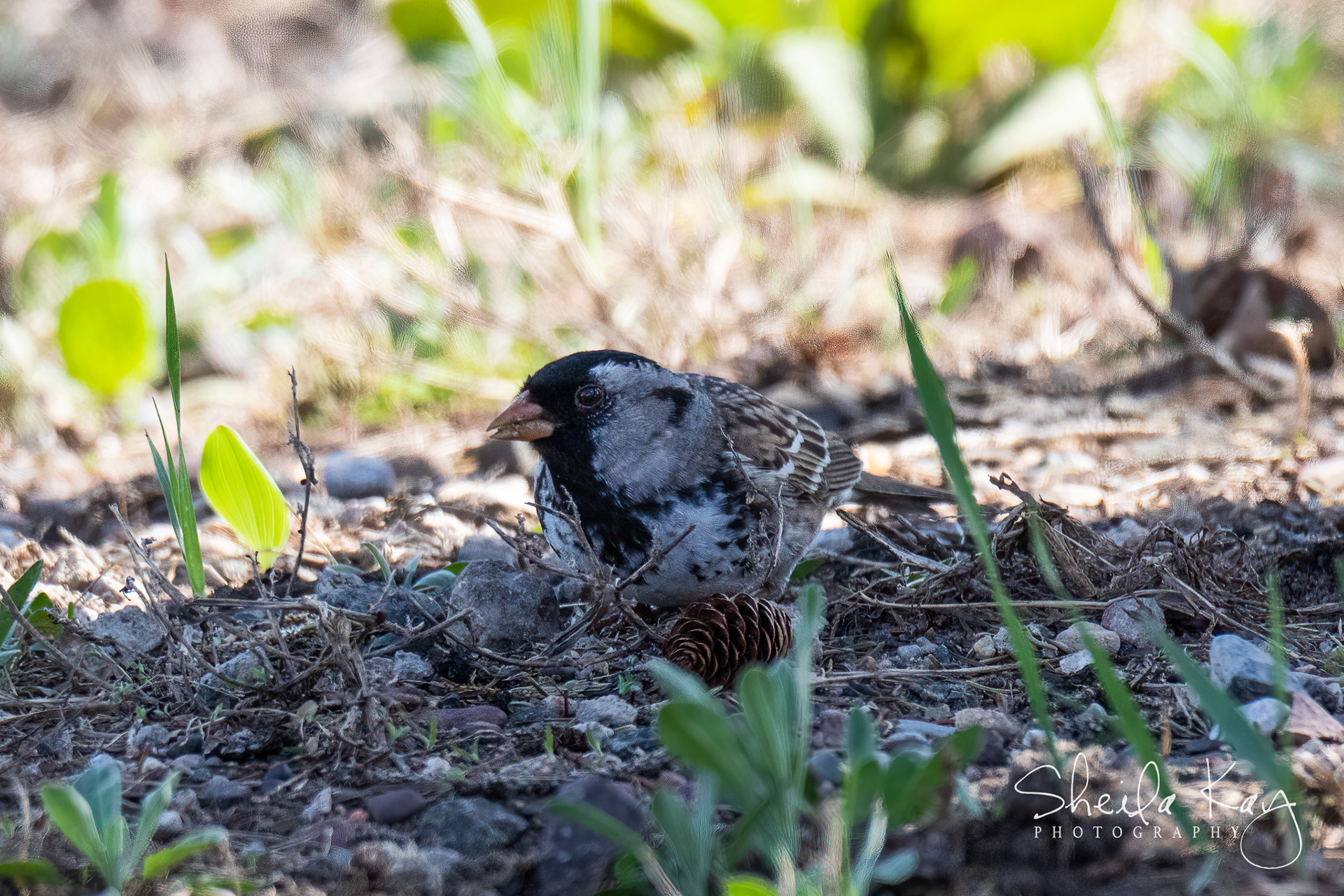 Harris's Sparrow