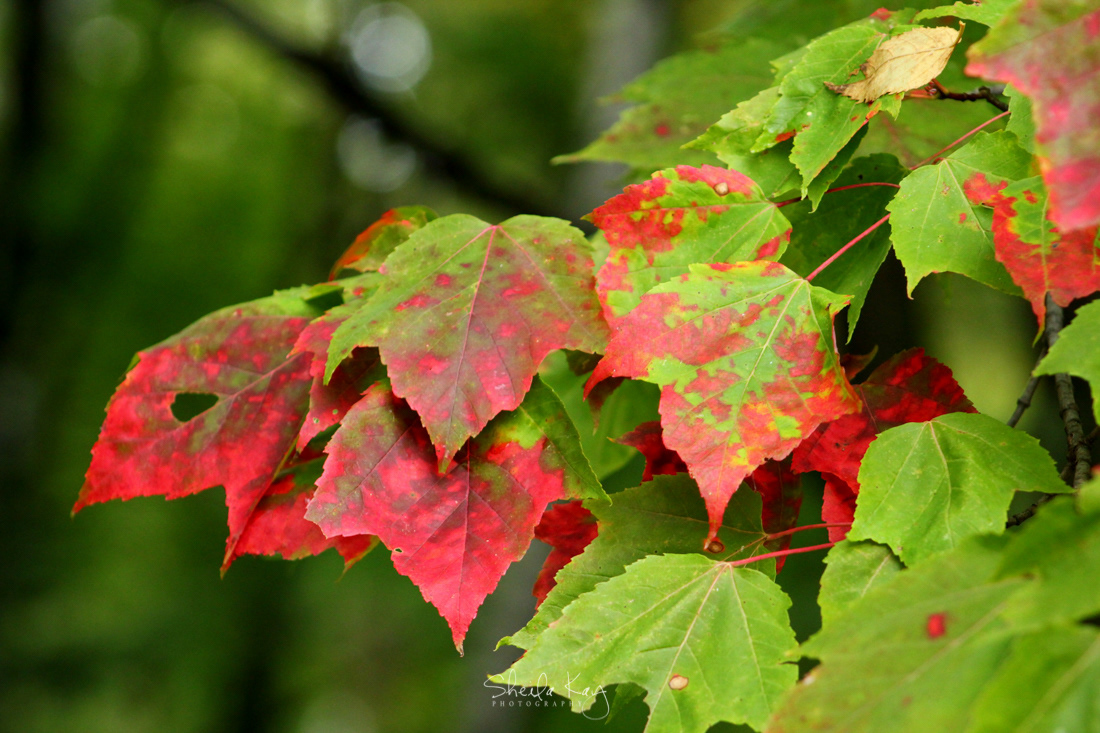 Fall Leaves