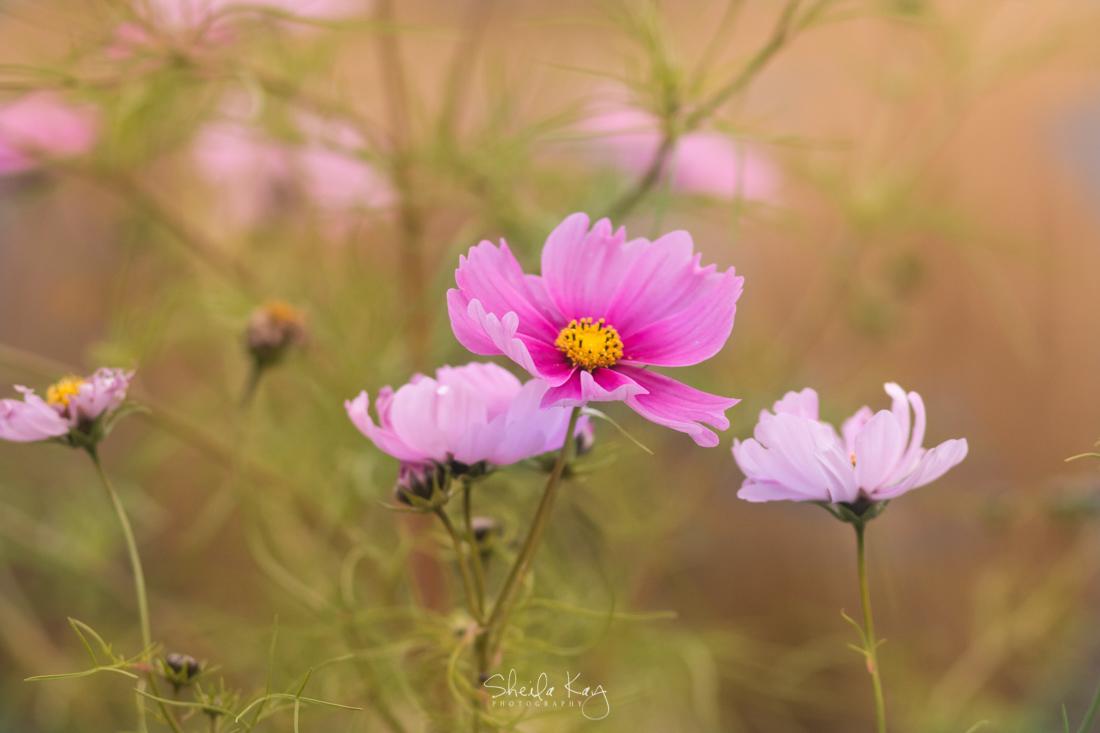 Prairie Rose