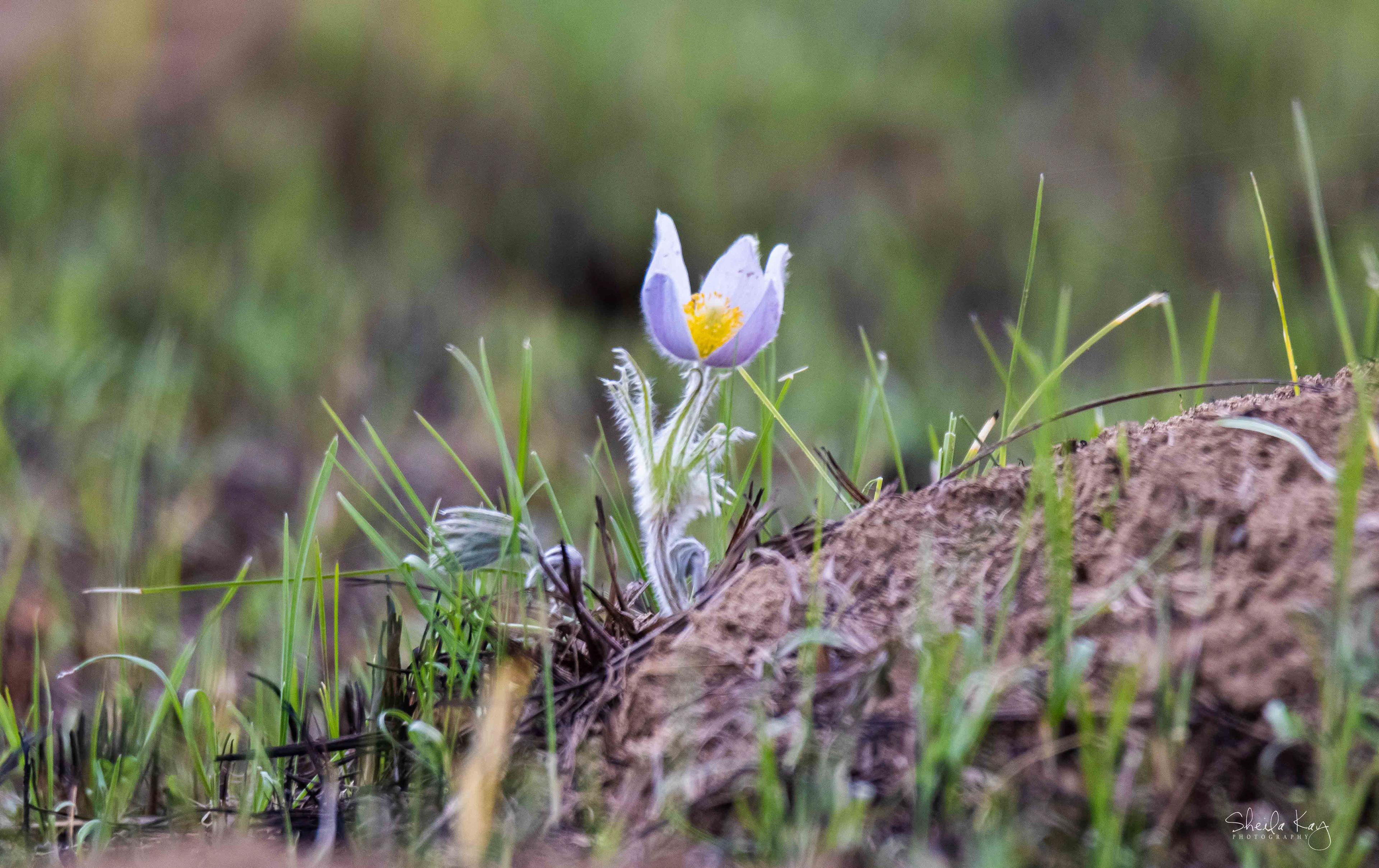 Pasque Flower