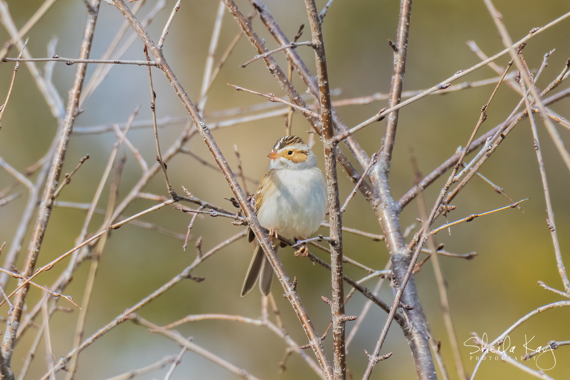 Clay Colored Sparrow
