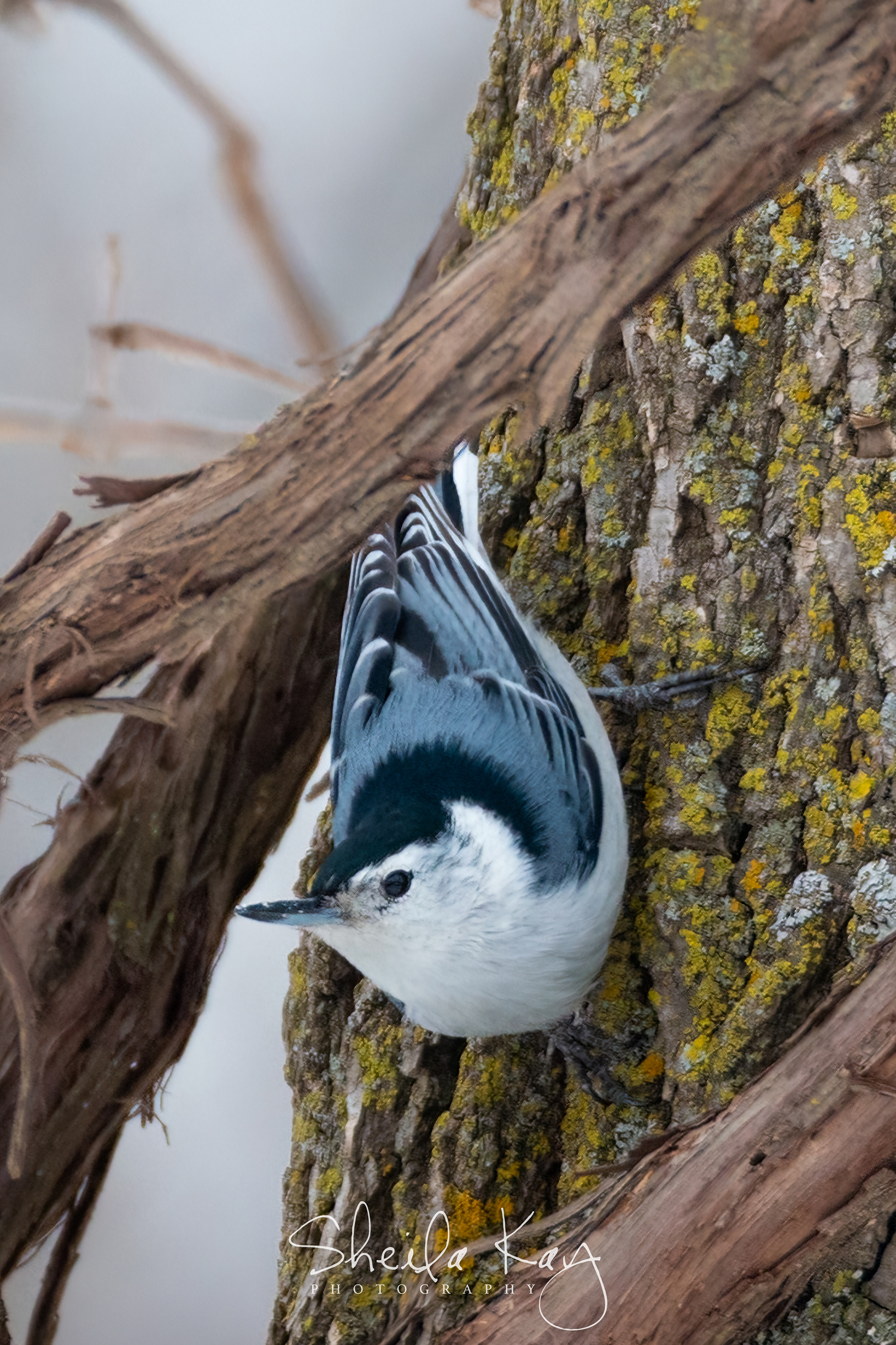 White Breasted Nuthatch