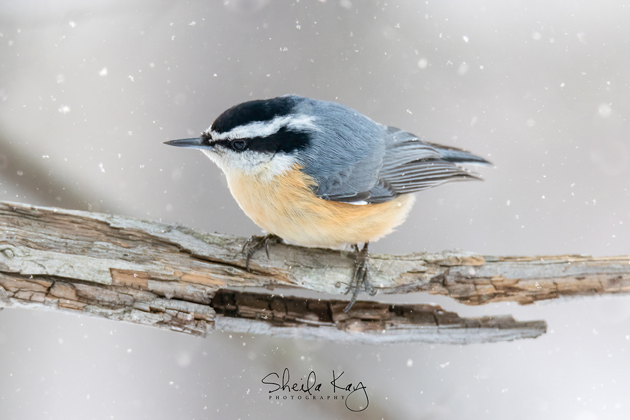 Red Breasted Nuthatch
