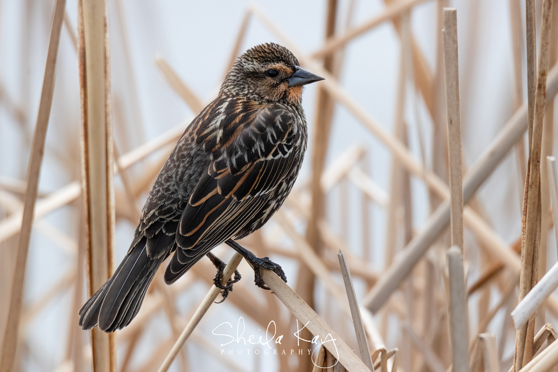Female Red Winged Blackbird