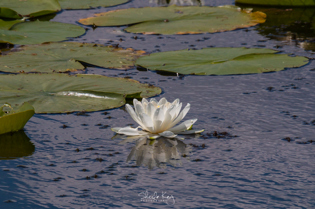 Lotus Flower